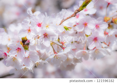 Cherry blossoms (soft focus) 121596182