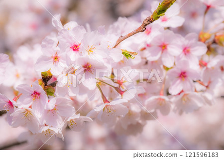 Cherry blossoms (soft focus) 121596183