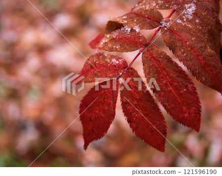 十二月雨夾雪，羅文樹葉染上顏色 121596190