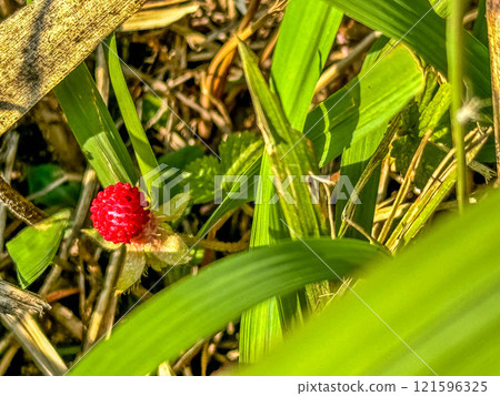 Bright red fruit amidst greenery: Snakeberry Bright red fruit amidst greenery: Snakeberry 121596325