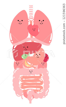 內臟器官插圖（肺、膈、心臟、食道、胃、胰臟、脾、肝、膽囊、大腸、小腸、腎、膀胱） 121596363