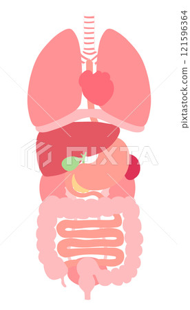 內臟器官插圖(肺、膈、心臟、食道、胃、胰臟、脾、肝、膽囊、大腸、小腸、腎、膀胱) 內臟器官插圖(肺、膈、心臟、食道、胃、胰臟、脾、肝、膽囊、大腸、小腸、腎、膀胱) 121596364