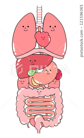 內臟器官插圖（肺、膈、心臟、食道、胃、胰臟、脾、肝、膽囊、大腸、小腸、腎、膀胱） 121596365