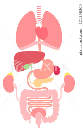 易於查看的內臟器官(肺、膈、心臟、食道、胃、胰臟、脾、肝、膽囊、大腸、小腸、腎、腎上腺、膀胱) 易於查看的內臟器官(肺、膈、心臟、食道、胃、胰臟、脾、肝、膽囊、大腸、小腸、腎、腎上腺、膀胱) 121596369
