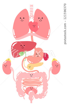 易於查看的內臟器官(肺、膈、心臟、食道、胃、胰臟、脾、肝、膽囊、大腸、小腸、腎、腎上腺、膀胱) 易於查看的內臟器官(肺、膈、心臟、食道、胃、胰臟、脾、肝、膽囊、大腸、小腸、腎、腎上腺、膀胱) 121596370