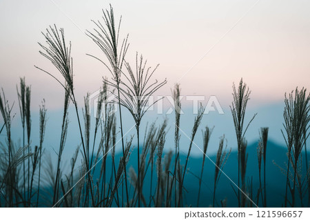 Japanese silver grass and sunset 1 Japanese silver grass and sunset 1 121596657