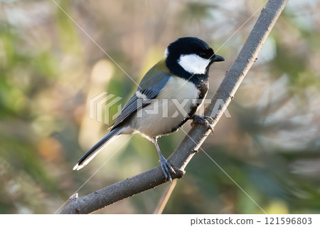 Tits that stop on branches Tits that stop on branches 121596803
