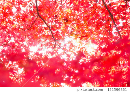 鮮紅的秋葉 鮮紅的秋葉 121596861