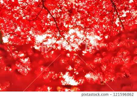 鮮紅的秋葉 121596862