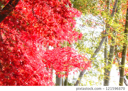 鮮紅的秋葉和竹子 鮮紅的秋葉和竹子 121596870