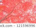 Bright red autumn leaves 121596996