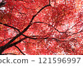 Bright red autumn leaves 121596997