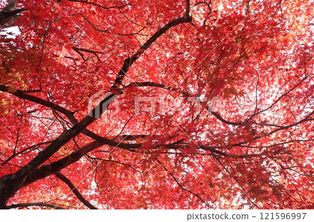 Bright red autumn leaves 121596997