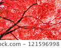 Bright red autumn leaves 121596998
