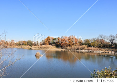 在埼玉縣白岡市的桐山沼澤的風景 在埼玉縣白岡市的桐山沼澤的風景 121597000