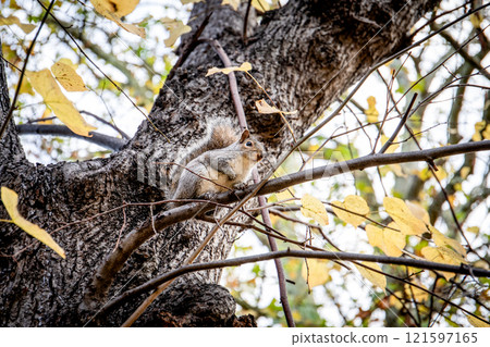 Squirrel sitting on tree branches. Wild and animals Squirrel sitting on tree branches. Wild and animals 121597165