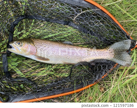 虹鱒魚 121597186