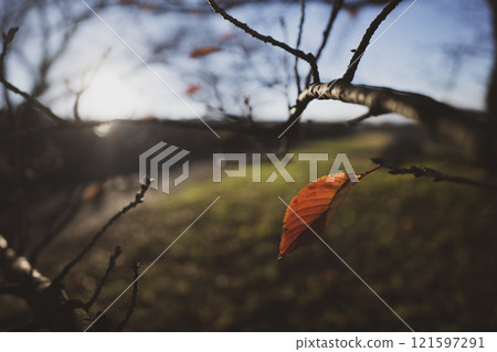 Late autumn leaves 121597291