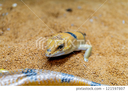 Close up of Peter's banded skink Close up of Peter's banded skink 121597807