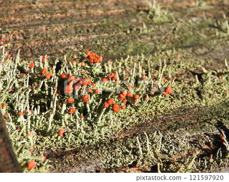 Koamigoke (small red fruit moss): Red-colored organelles 121597920