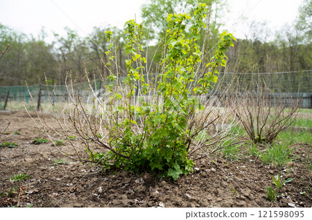 Young currant bush with fresh green leaves and shoots growing in spring on fertile soil, captured in the Far East of Russia, symbolizing renewal and nature's cycle 121598095