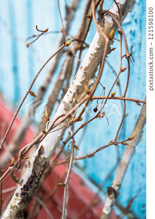 Young shoots and buds of Schisandra vine in spring, captured against a colorful background. A symbol of growth, renewal, and the beauty of nature's cycle 121598100