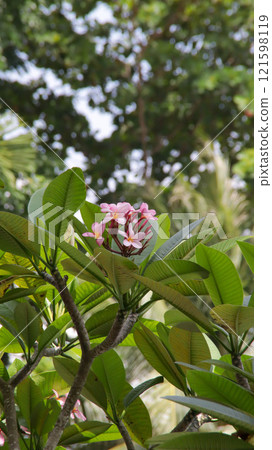 Portrait of pink frangipani flower or pink plumeria flower with nature background. Portrait of pink frangipani flower or pink plumeria flower with nature background. 121598119