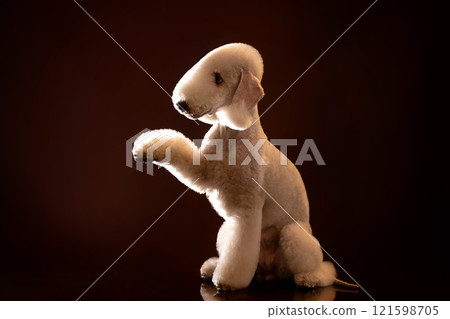 Bedlington Terrier on a dark background carefully offers a paw. Bedlington Terrier on a dark background carefully offers a paw. 121598705