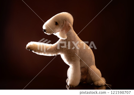 Portrait of light fluffy bedlington terrier dog on dark brown background. The animal sits on the table, looks to the side and extends its front paw Portrait of light fluffy bedlington terrier dog on dark brown background. The animal sits on the table, looks to the side and extends its front paw 121598707