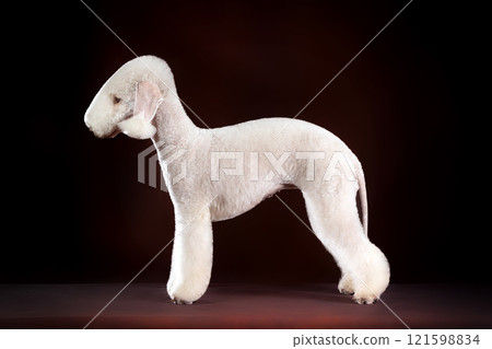 Bedlington Terrier standing in breed position against dark background. Bedlington Terrier standing in breed position against dark background. 121598834