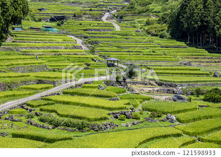 Scenery of rice terraces: Senmaida in Yotsuya 121598933