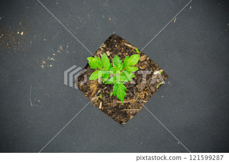 young sprouted tomato plant with several leaves growing out of the ground young sprouted tomato plant with several leaves growing out of the ground 121599287