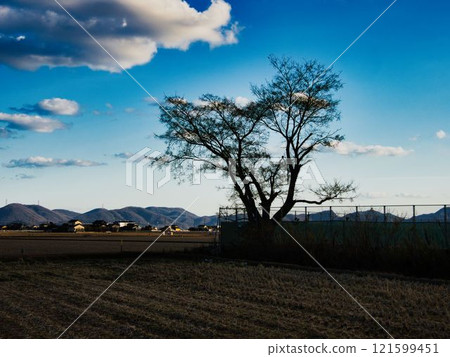 Scenery of deciduous leaves 121599451