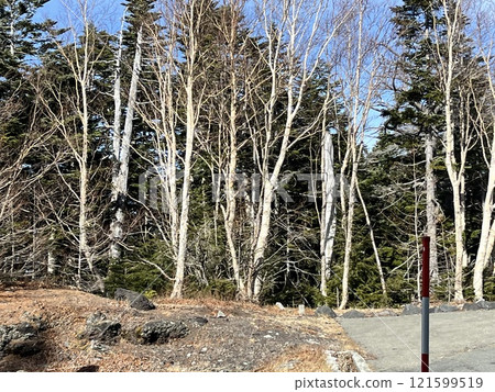 Forest road, forest Forest road, forest 121599519