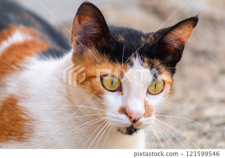 Confused cat face with big round eyes close up. Confused cat face with big round eyes close up. 121599546