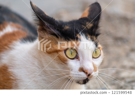 Confused cat face with big round eyes close up. Animal emotions concept Confused cat face with big round eyes close up. Animal emotions concept 121599548