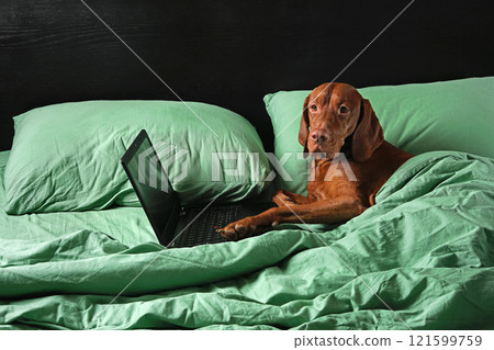 Red dog is lying on green bed and working on laptop online. Charming thoroughbred domestic dog freelancer learns using Internet. 121599759