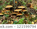 many yellow false honey mushrooms (lat.Hypholoma) on the tree 121599794