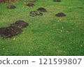 Mole hills on green grass, in the park. 121599807