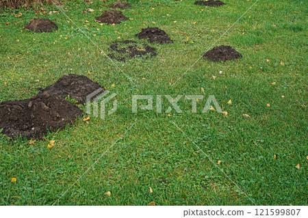Mole hills on green grass, in the park. Mole hills on green grass, in the park. 121599807