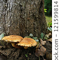 yellow false honey mushrooms (lat.Hypholoma) on the tree 121599814
