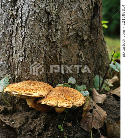 yellow false honey mushrooms (lat.Hypholoma) on the tree 121599814