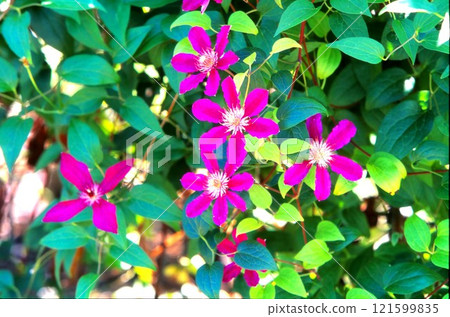 鐵線蓮花 121599835