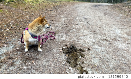 Black and tan dog, Japanese Shiba Inu breed dog peeing in sunny summer forest or park in Finland Black and tan dog, Japanese Shiba Inu breed dog peeing in sunny summer forest or park in Finland 121599840