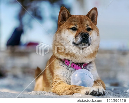 Cute red Shiba inu dog is sleeping on the bed in the bedroom 121599856