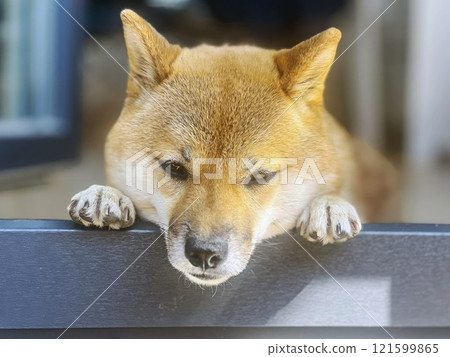 Cute red Shiba inu dog is sleeping on the bed in the bedroom 121599865