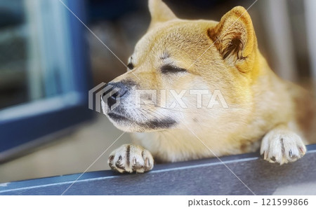 Cute red Shiba inu dog is sleeping on the bed in the bedroom Cute red Shiba inu dog is sleeping on the bed in the bedroom 121599866