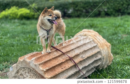Cute red Shiba inu dog is sleeping on the bed in the bedroom Cute red Shiba inu dog is sleeping on the bed in the bedroom 121599878