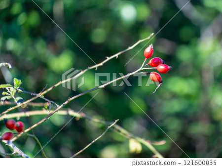 Vibrant Red Rose Hips on a Green Branch. 121600035