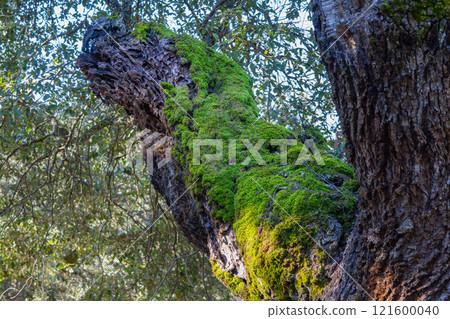 Moss-Covered Cork Oak in Sierra de Aracena, Spain. 121600040
